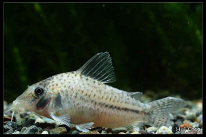 Corydoras orphnopterus