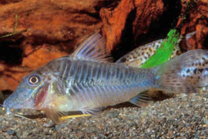 Corydoras oxyrhynchus