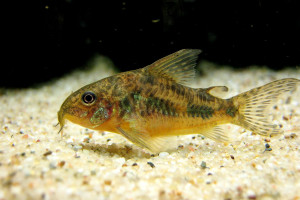 Corydoras paleatus