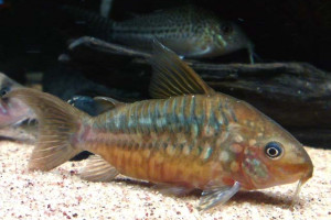 Corydoras pantanalensis