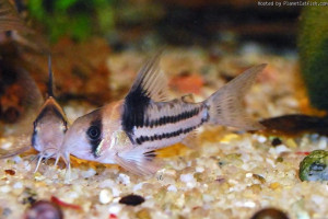 Corydoras parallelus