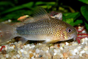 Corydoras polystictus