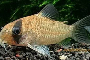 Corydoras potaroensis