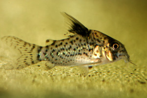 Corydoras punctatus