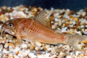 Corydoras sanchesi