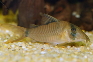 Corydoras saramaccensis