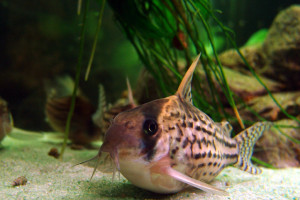 Corydoras schwartzi