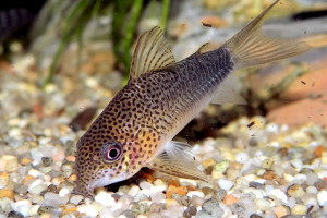 Corydoras similis