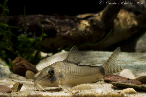 Corydoras simulatus