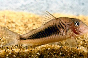 Corydoras solox