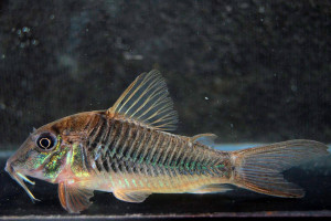 Corydoras stenocephalus