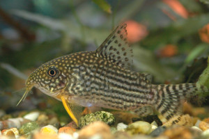 Corydoras sterbai