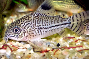 Corydoras trilineatus