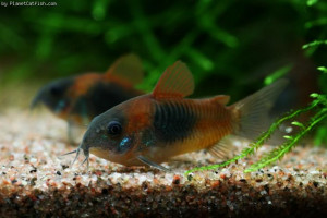 Corydoras venezuelanus