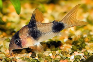 Corydoras weitzmani