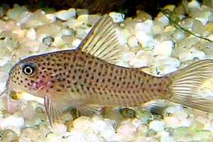 Corydoras xinguensis