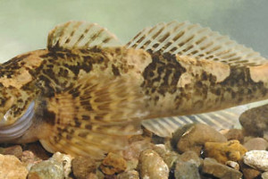 Cottus duranii