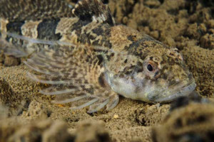 Cottus perifretum