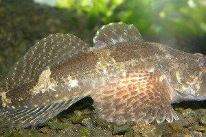 Cottus petiti