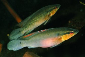 Crenicichla  proteus