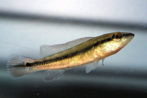 Crenicichla  scottii