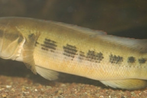 Crenicichla  semifasciata