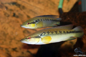 Crenicichla  sveni