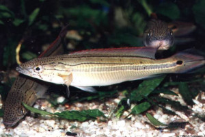 Crenicichla  virgatula