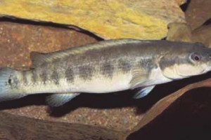 Crenicichla cametana