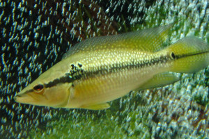 Crenicichla saxatilis