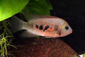 Cryptoheros panamensis