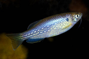 Danio dangila