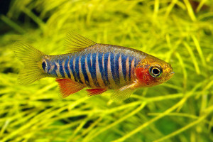 Danio erythromicron