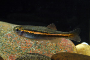 Danio jaintianensis