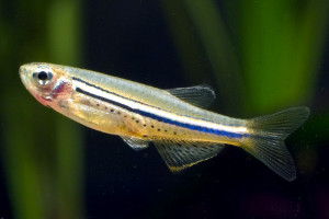 Danio nigrofasciatus