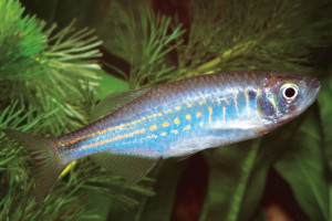 Devario affinis