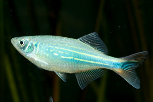 Devario malabaricus  