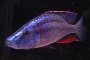 Dimidiochromis compressiceps