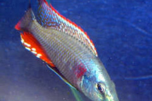 Dimidiochromis strigatus