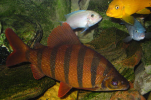 Distichodus sexfasciatus