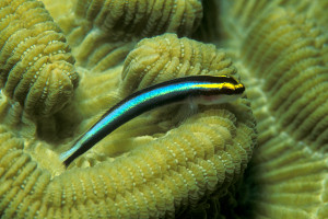 Elacatinus dilepis