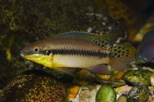 Enigmatochromis lucanusi