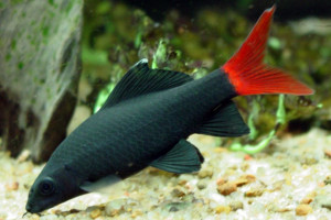 Epalzeorhynchos bicolor