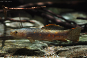 Erythrinus erythrinus