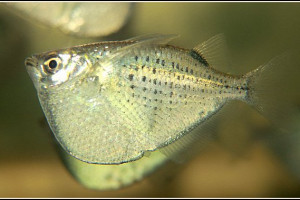 Gasteropelecus maculatus