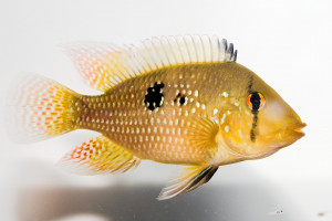 Geophagus brasiliensis