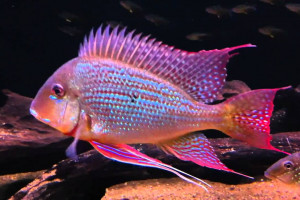 Geophagus surinamensis