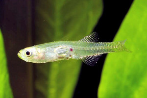 Gobiopterus chuno