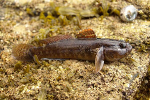 Gobius paganellus