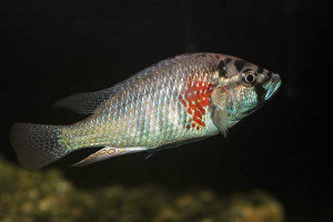 Haplochromis burtoni